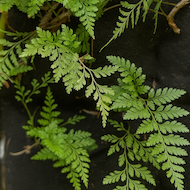 May Flowers Horticulture Installation 112